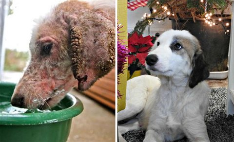 A before & after rescue picture of the same mange ridden, malnourished stray dog, previously infested with ticks and maggots, now all healthy and gorgeous, highlighting the striking difference a bit of love & care can bring about!