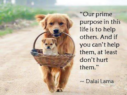 Lama quotes