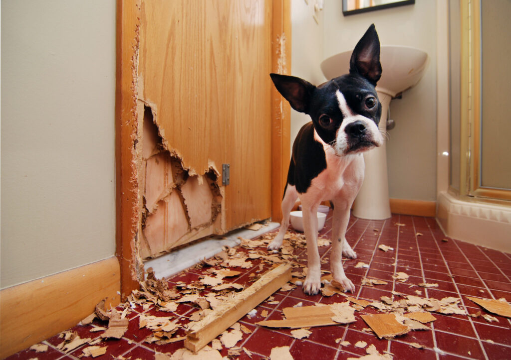 puppy chewing on household things