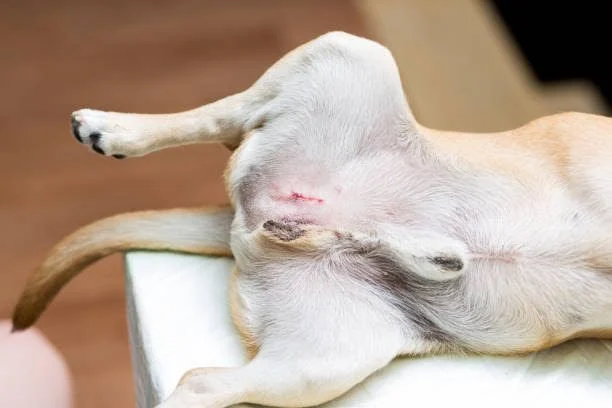 Dog Castration