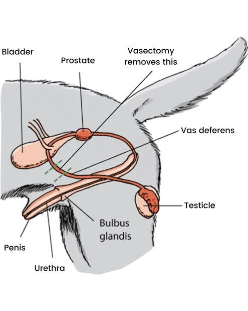 Dog Vasectomy