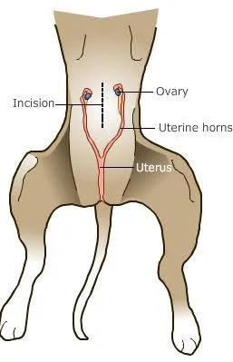 Dog Hysterectomy
