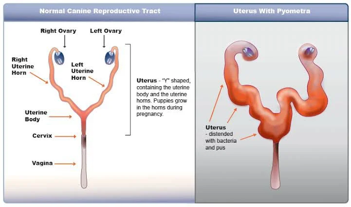 Tubal Ligation in Dogs