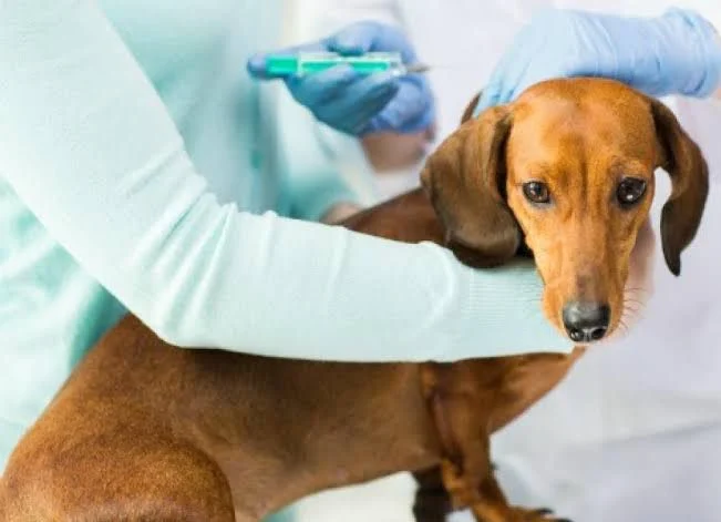 Canine Hormonal Down-regulation Injection