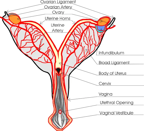 Dog Ovariectomy
