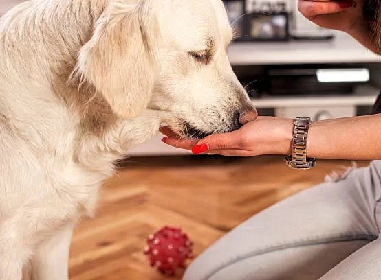 Immunocontraception In Dogs