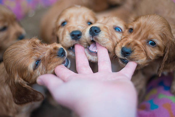 puppy biting fingers