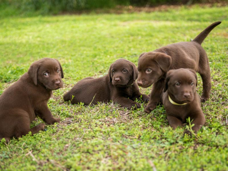 Puppy growth & development stage- week 5-6.