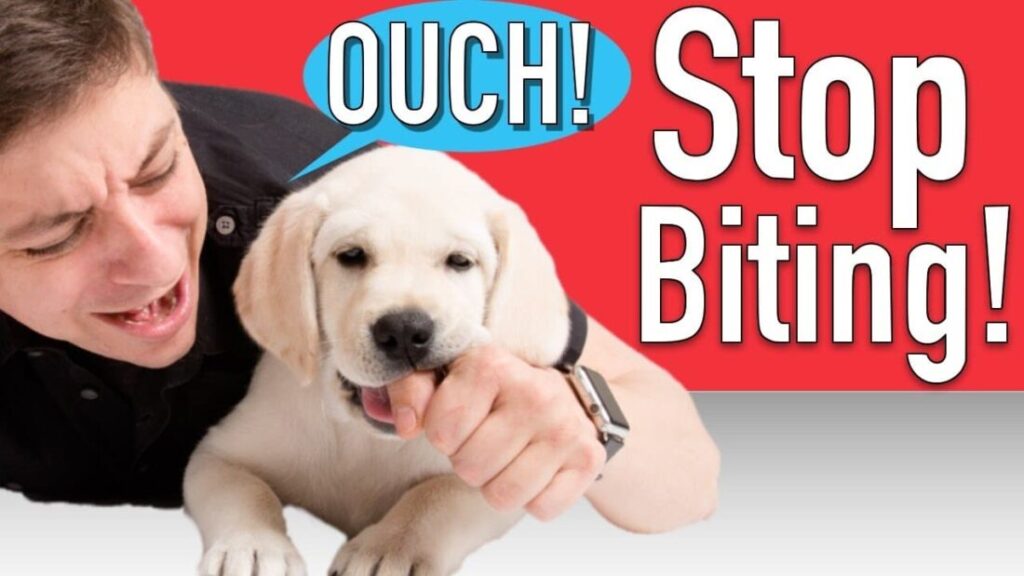 Teaching Puppies Not to Nip: Training Tips
