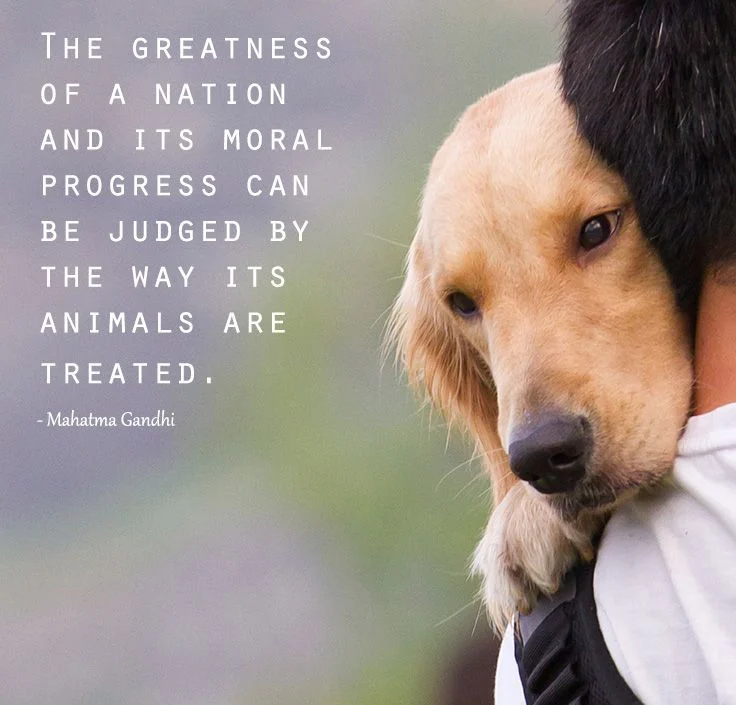Gandhi animal quotes