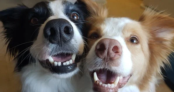 happy neutered male and spayed female dog