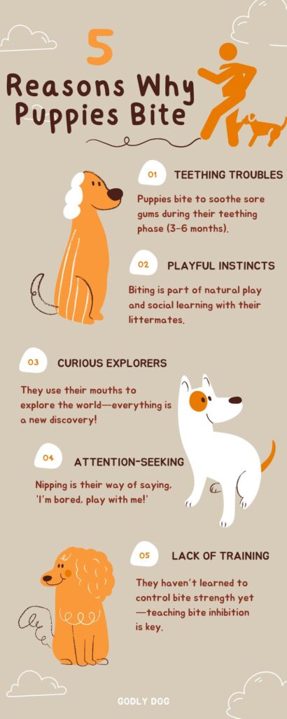 How to stop puppy biting infographic