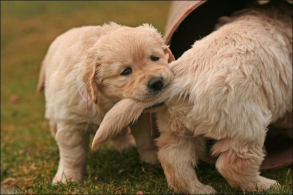 puppies learning bite inhibition with litter mates