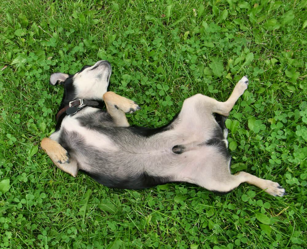 neutered male dog