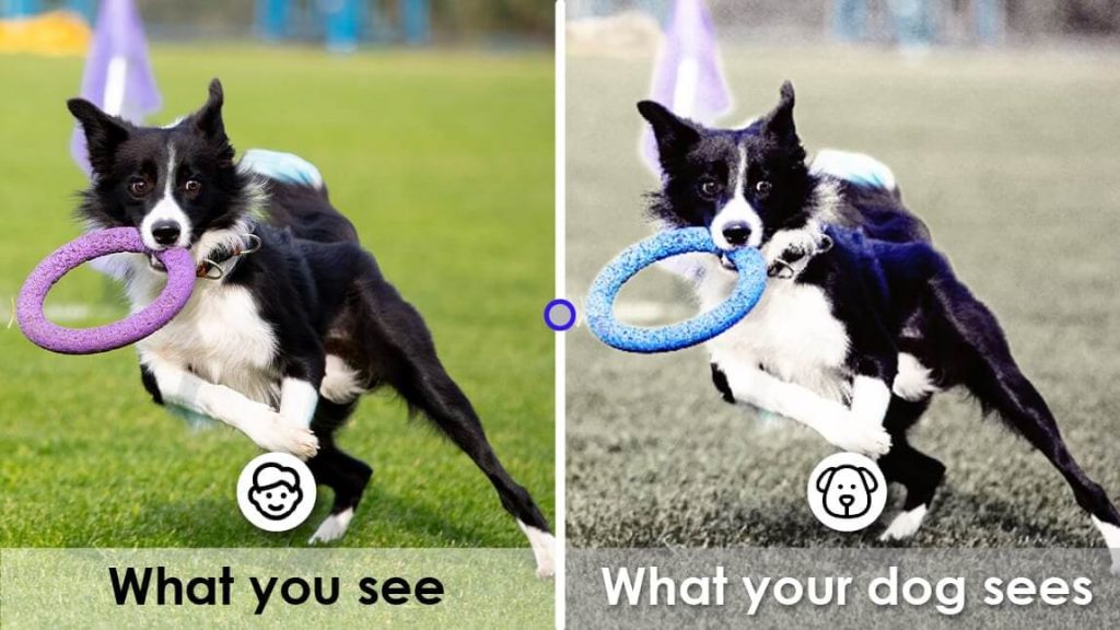 Explore the World Through a Dog’s Eyes with Free Apps