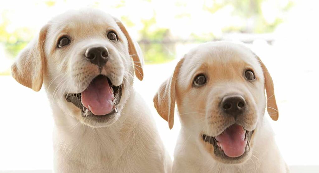 Puppy growth & development stage- week 7-8