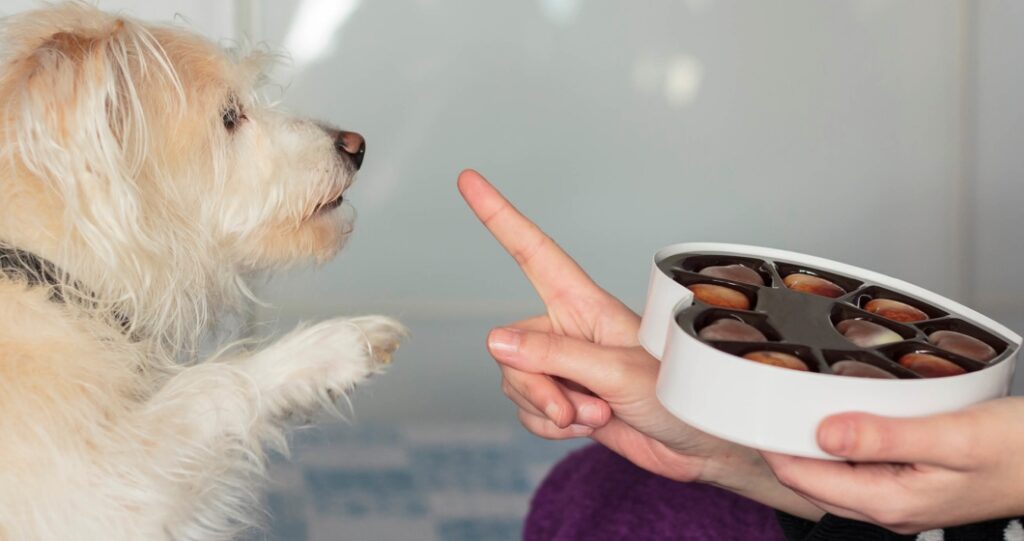 dog begging for toxic chocolate