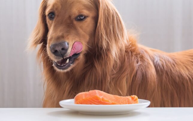 dog eating fish
