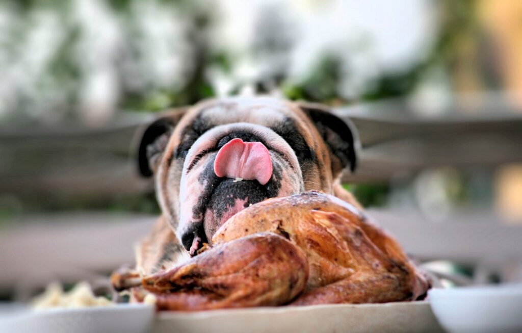 dog eating chicken