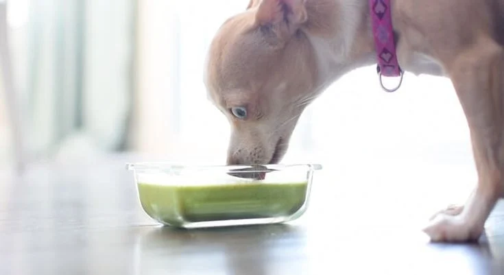 dog eating anti cancer green smoothie