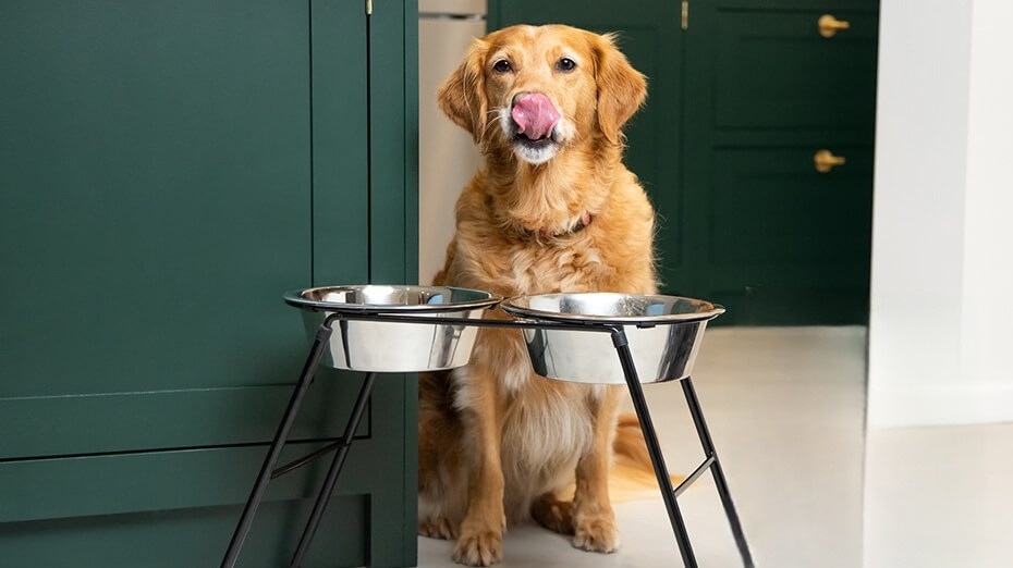 senior dog eating 