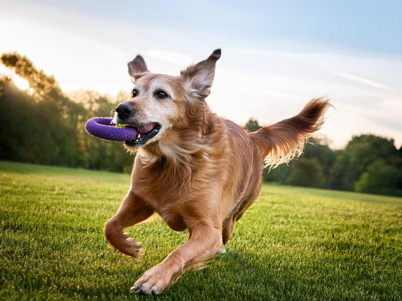 happy old dog running and playing fetch