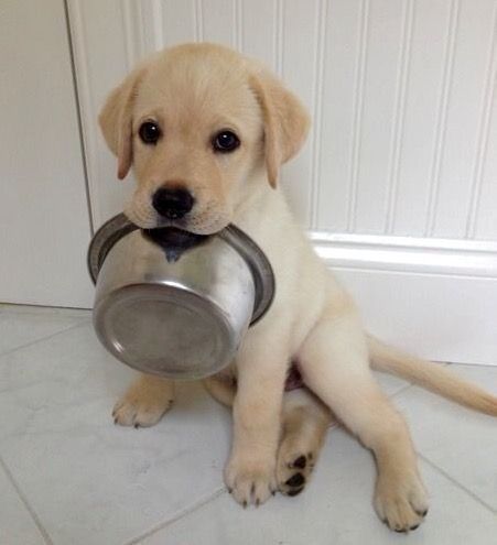 puppy waiting for food