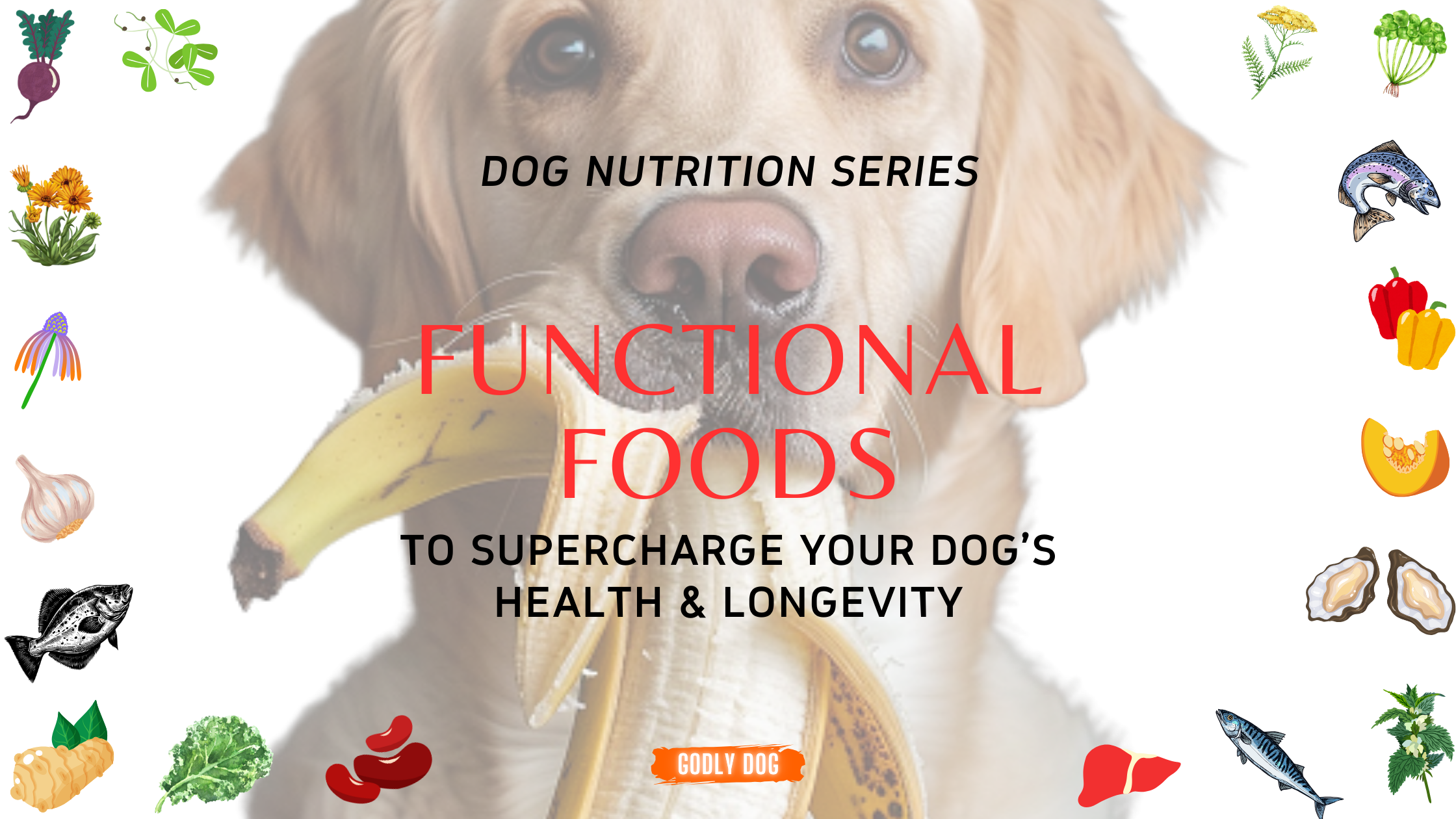 Functional Dog Foods blog cover by GodlyDog