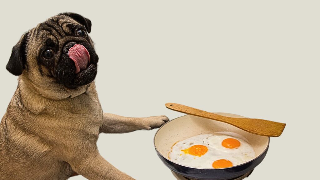 Dog eating egg