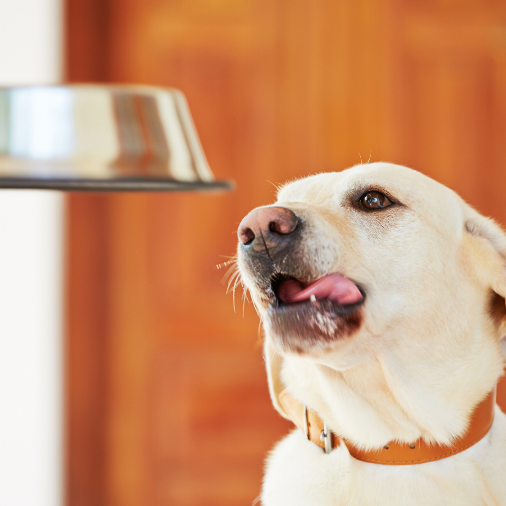 dog waiting for food