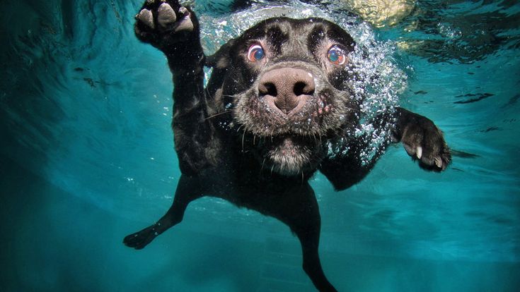 Labrador Retriever in water
