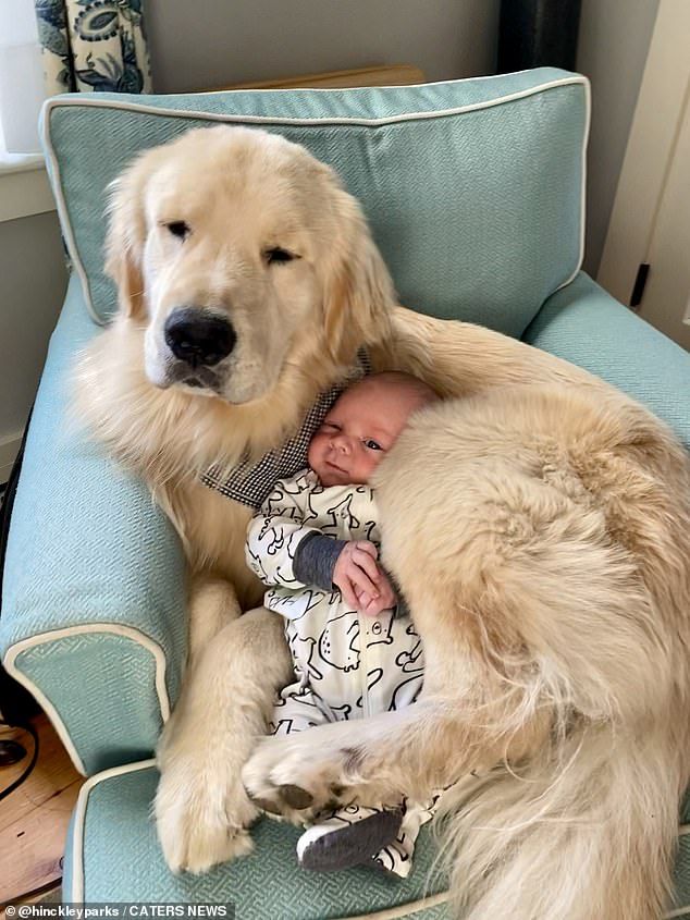 Golden Retriever dog with baby