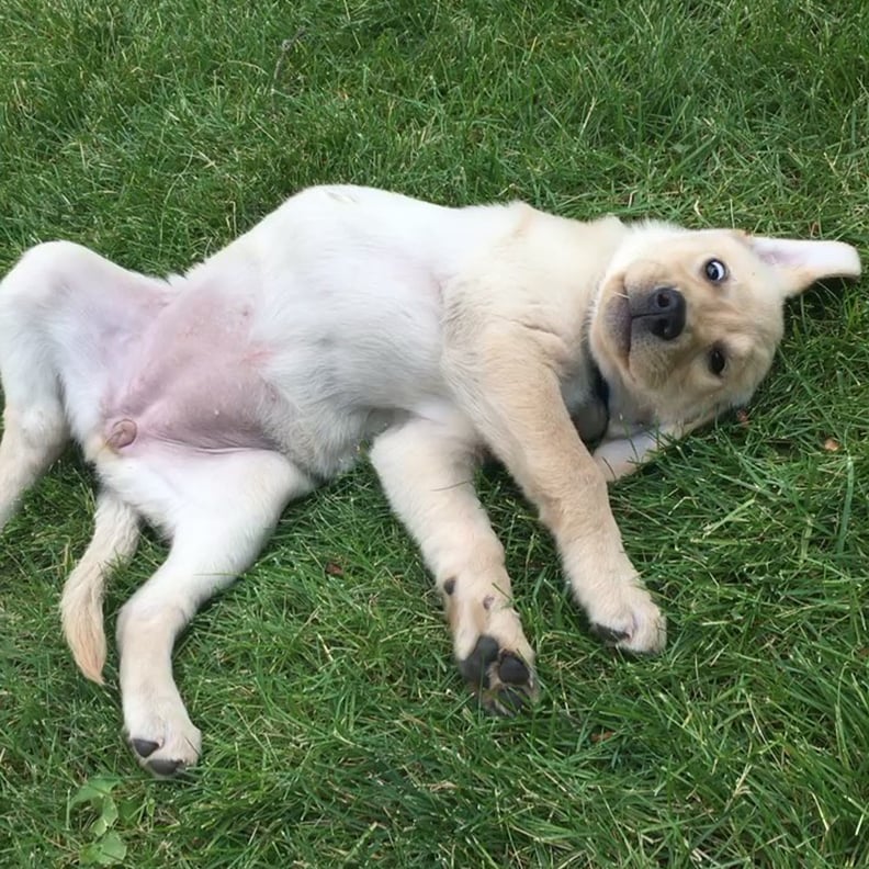 Funny Labrador Puppy