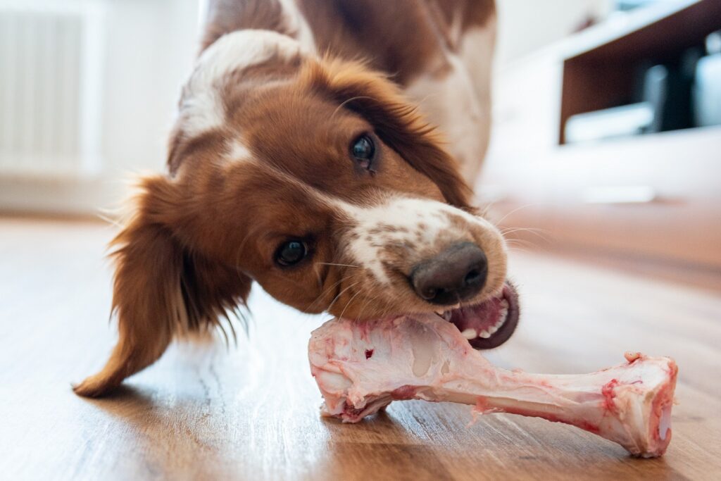 dog eating a raw bone