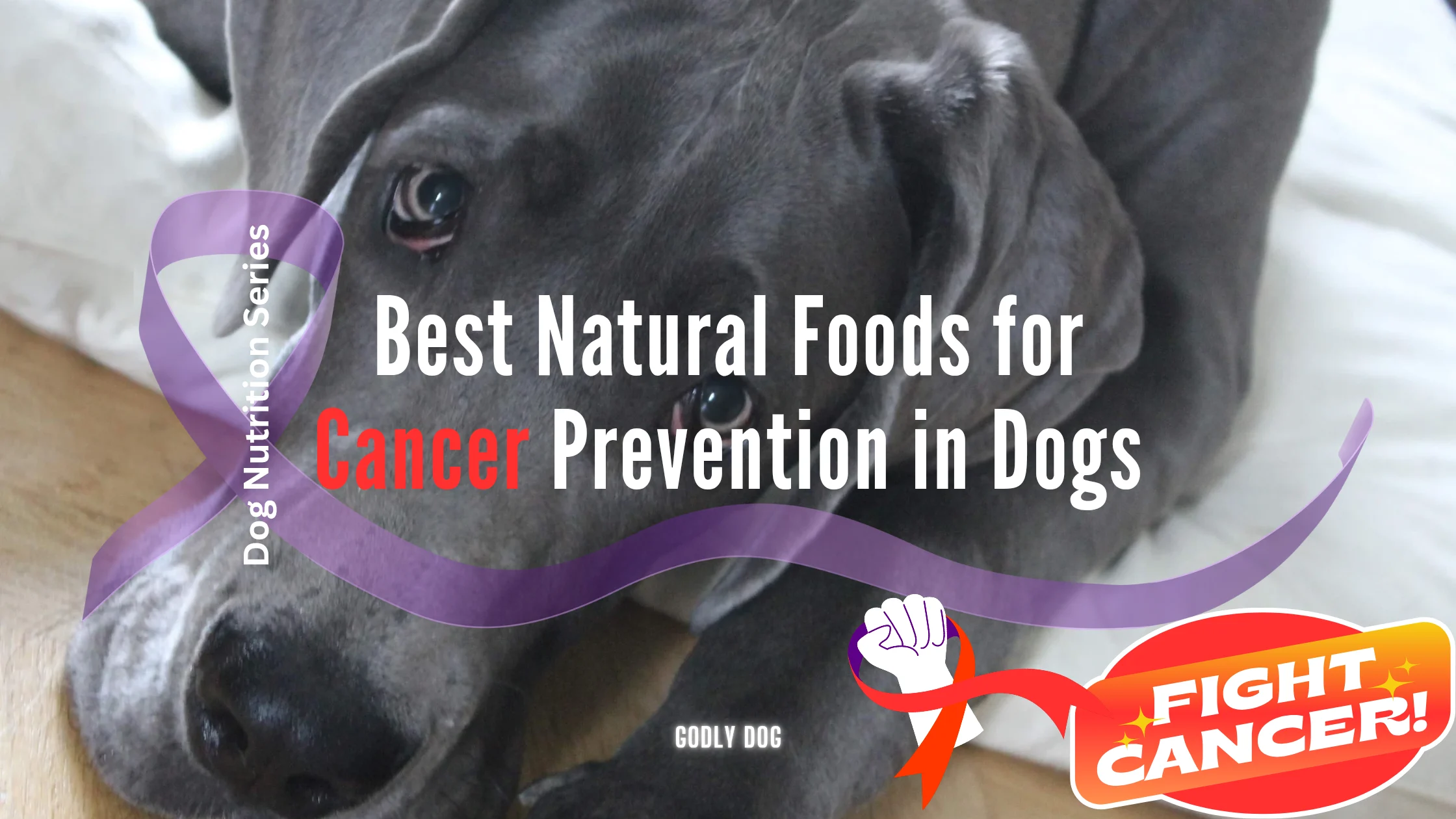 Best natural foods for cancer prevention in dogs Blog cover by GodlyDog