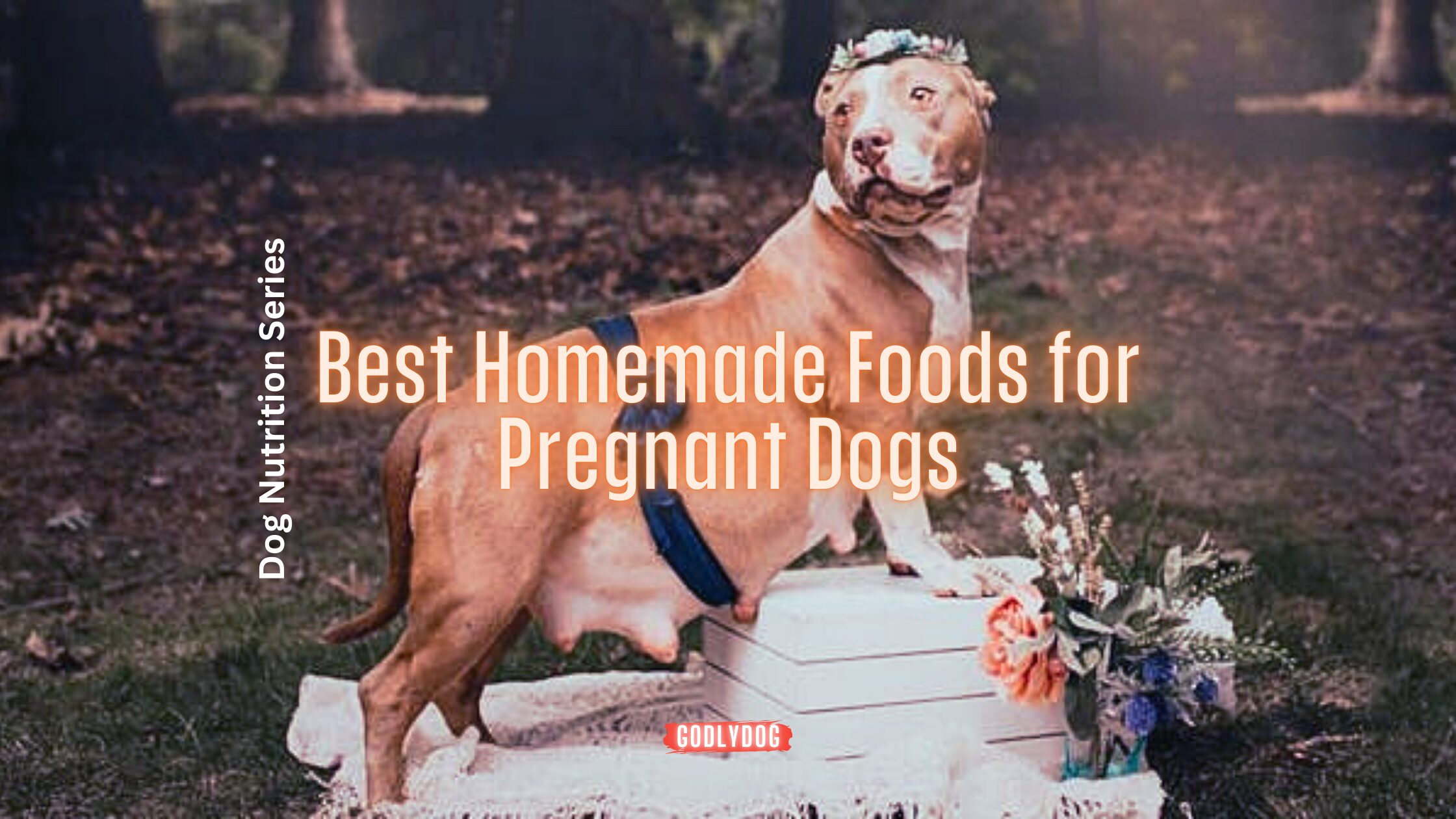 Best homemade foods for pregnant dogs blog cover by GodlyDog