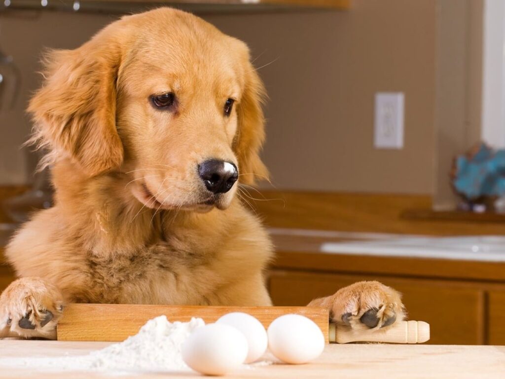 dog eating egg
