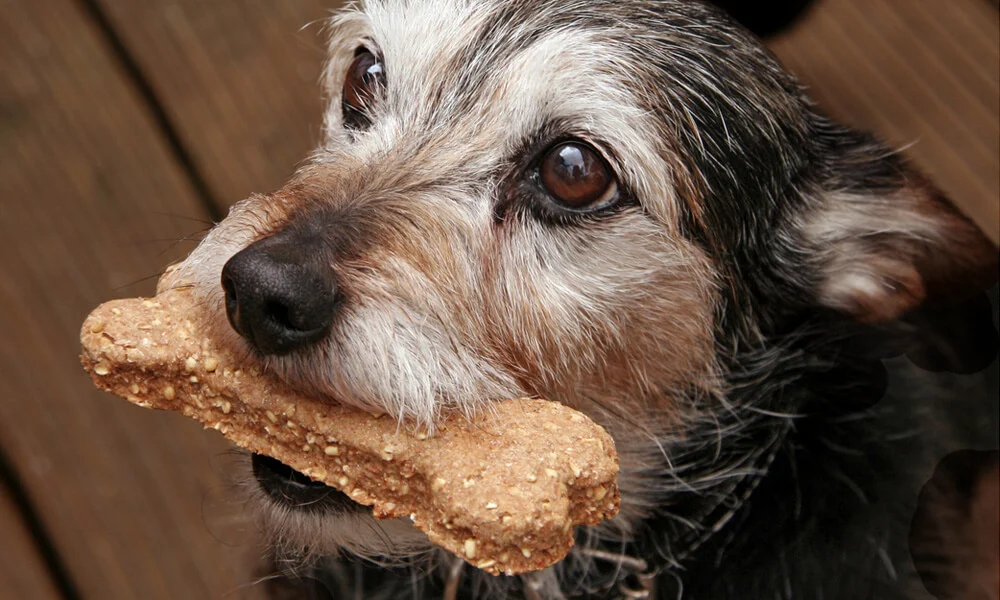 dog eating treats