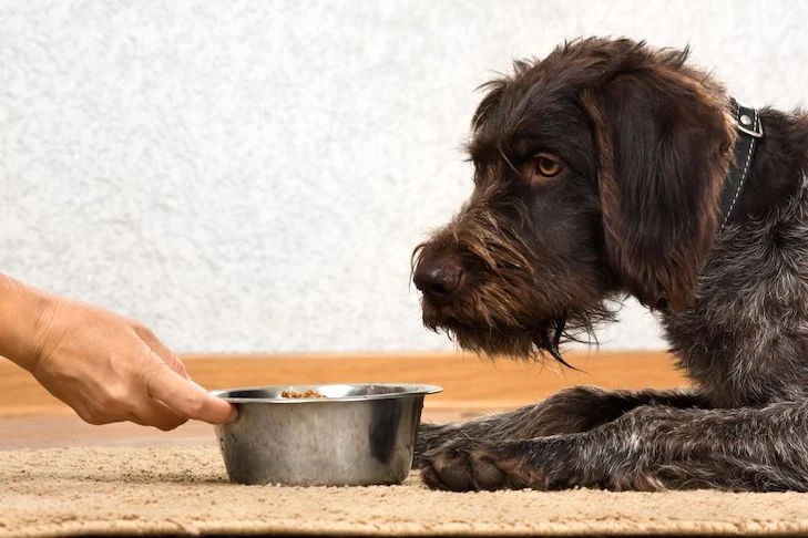 dog being fed