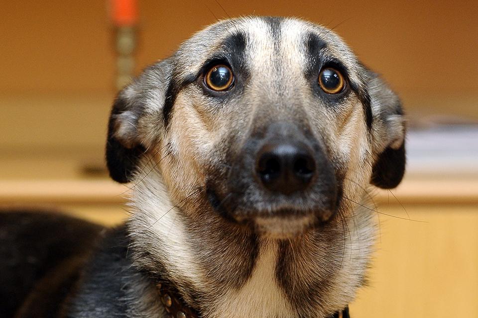 scared dog