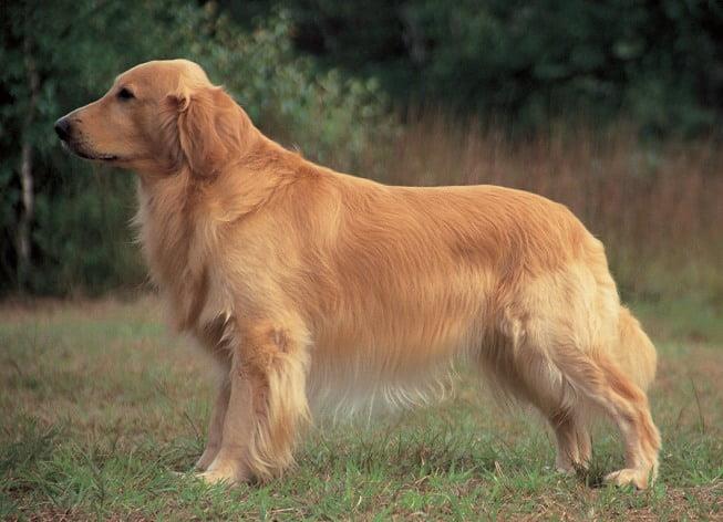 Gorgeous Golden Retriever