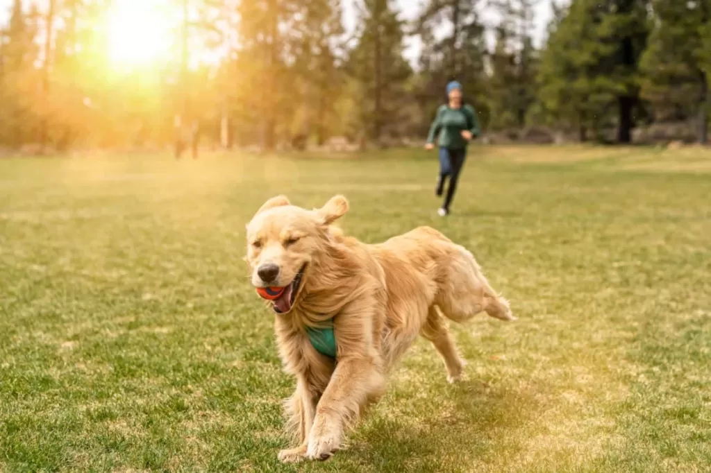 dog playing