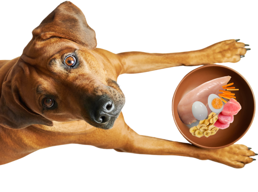 Dog eating nutritious functional foods