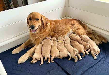 a nursing Golden Retriever dog