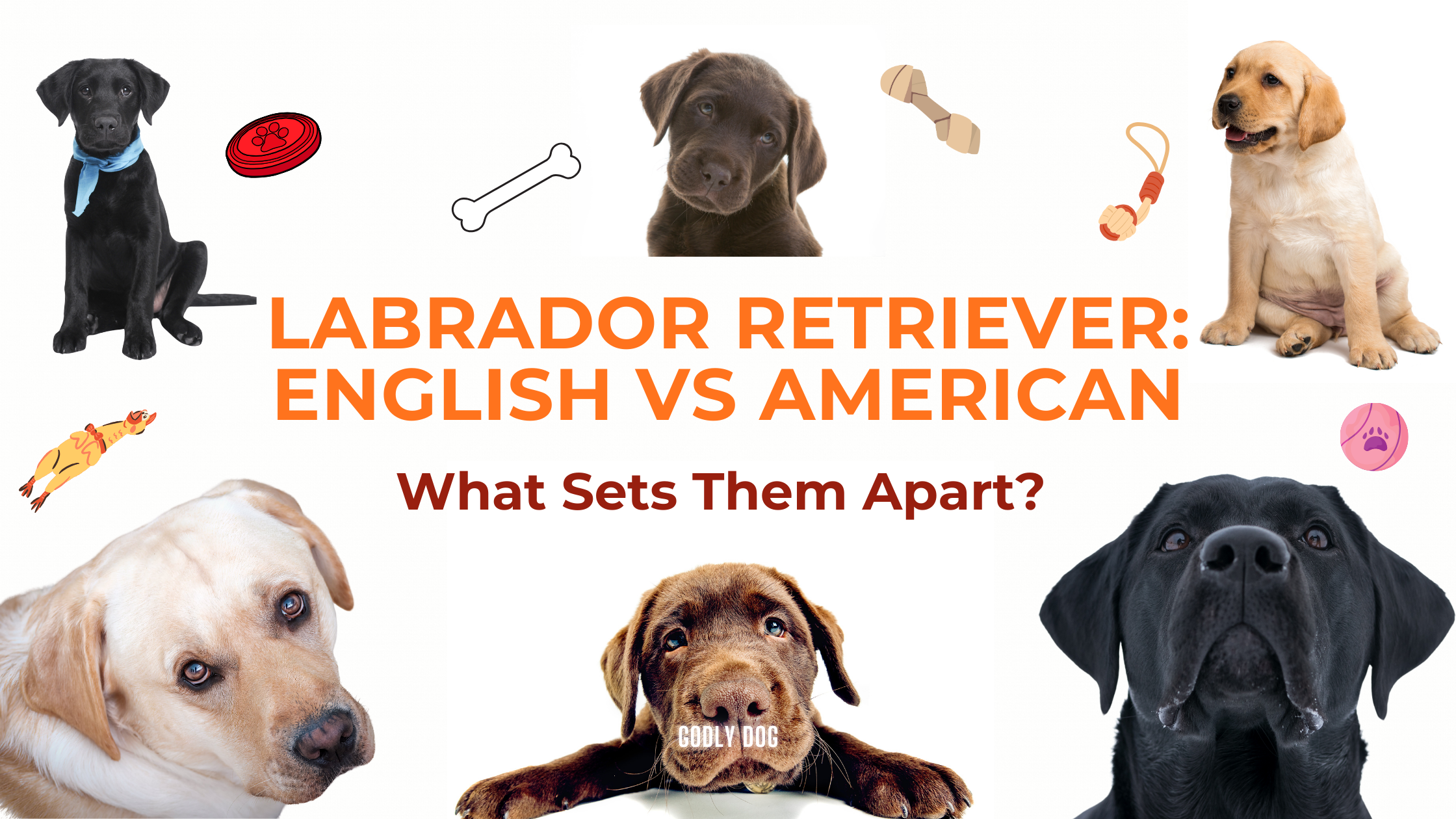 Labrador Retriever English vs American blog by GodlyDog cover