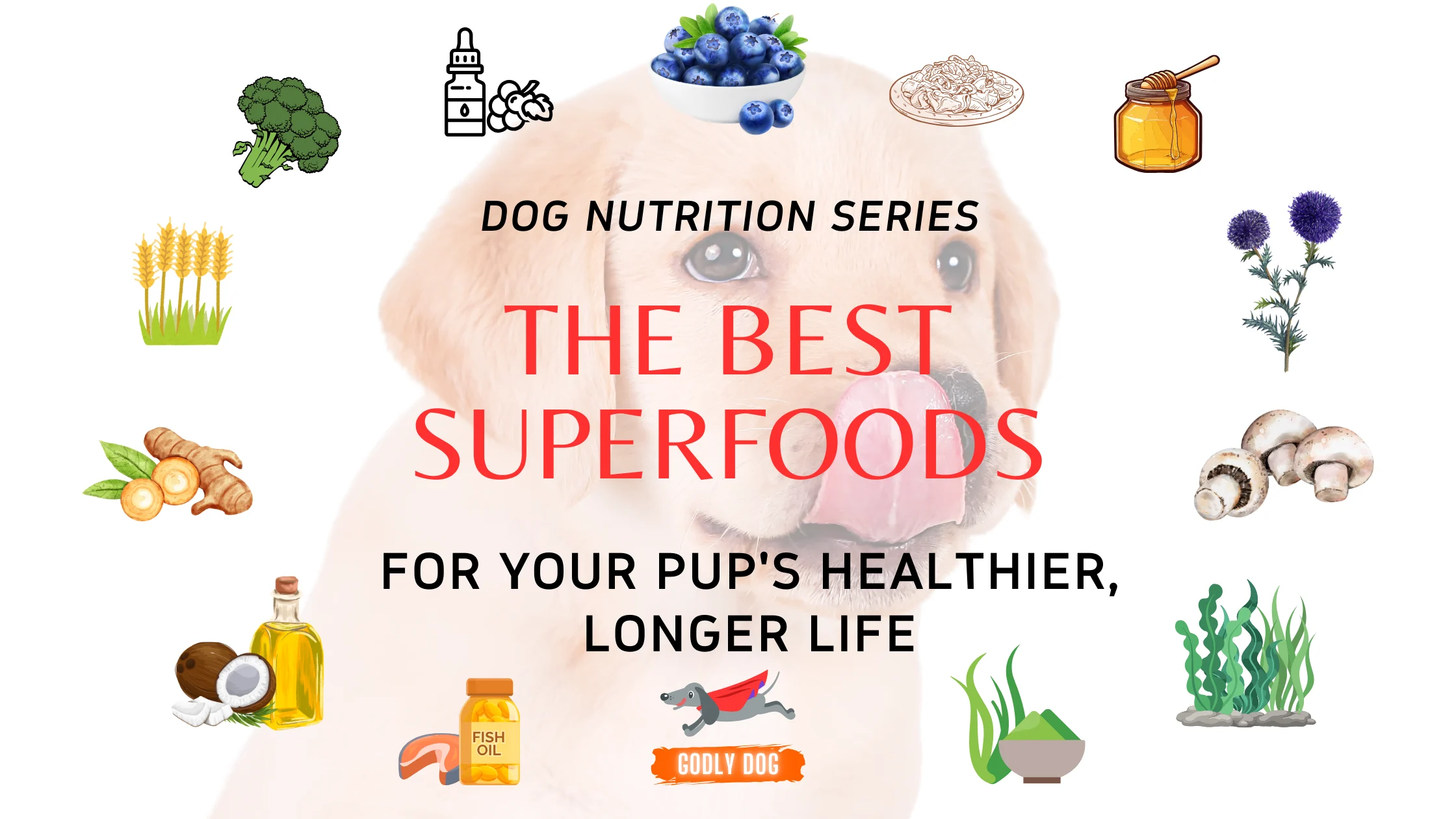 Dog Superfoods blog cover by GodlyDog