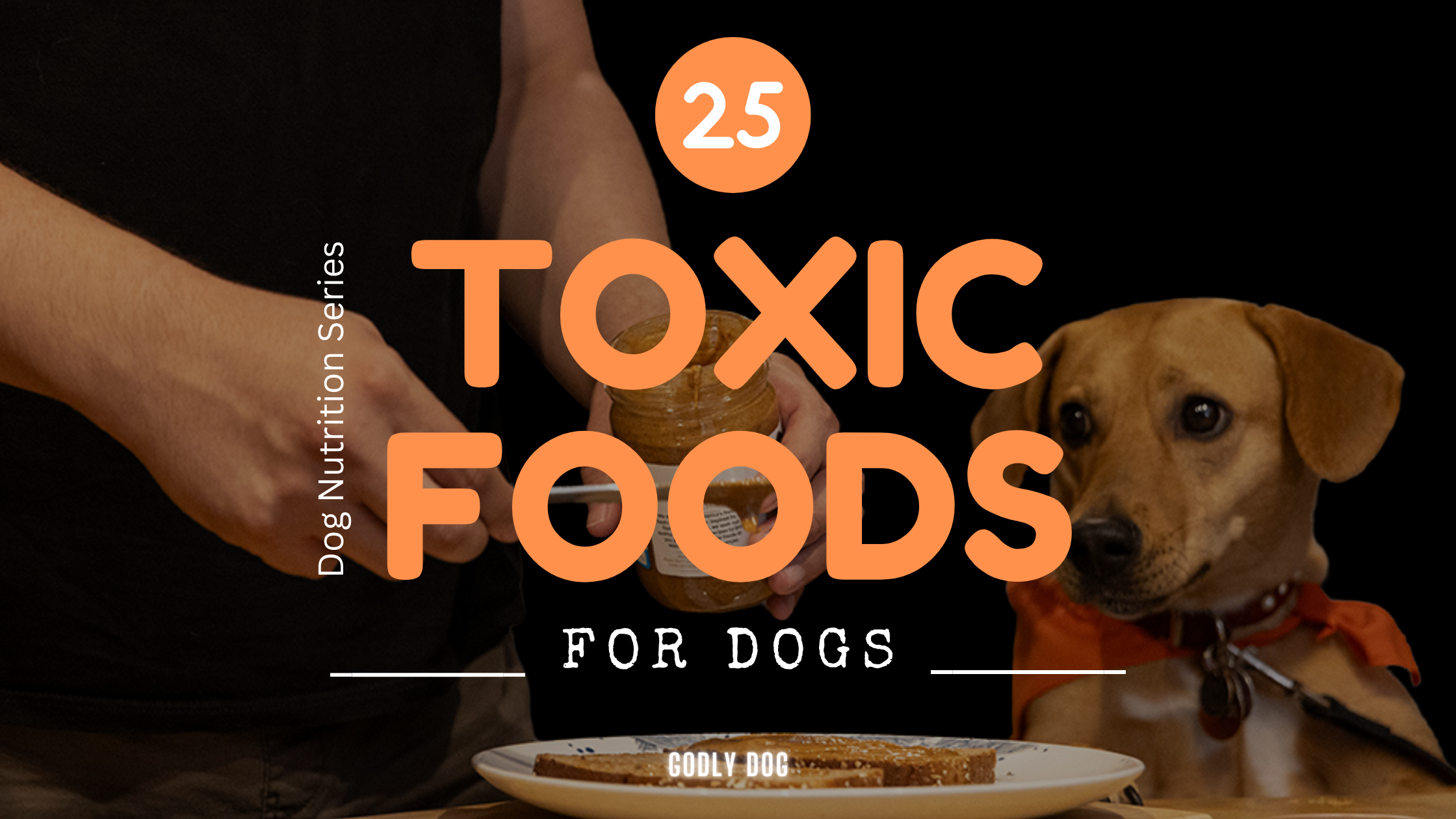 Toxic foods for dogs blog by GodlyDog cover image