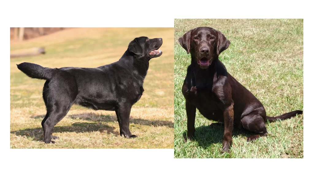 English and American Labradors