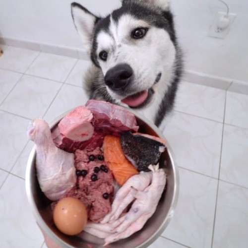 dog being served raw food