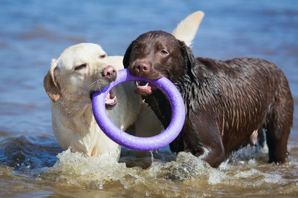 Yellow and chocolate Labradors playing